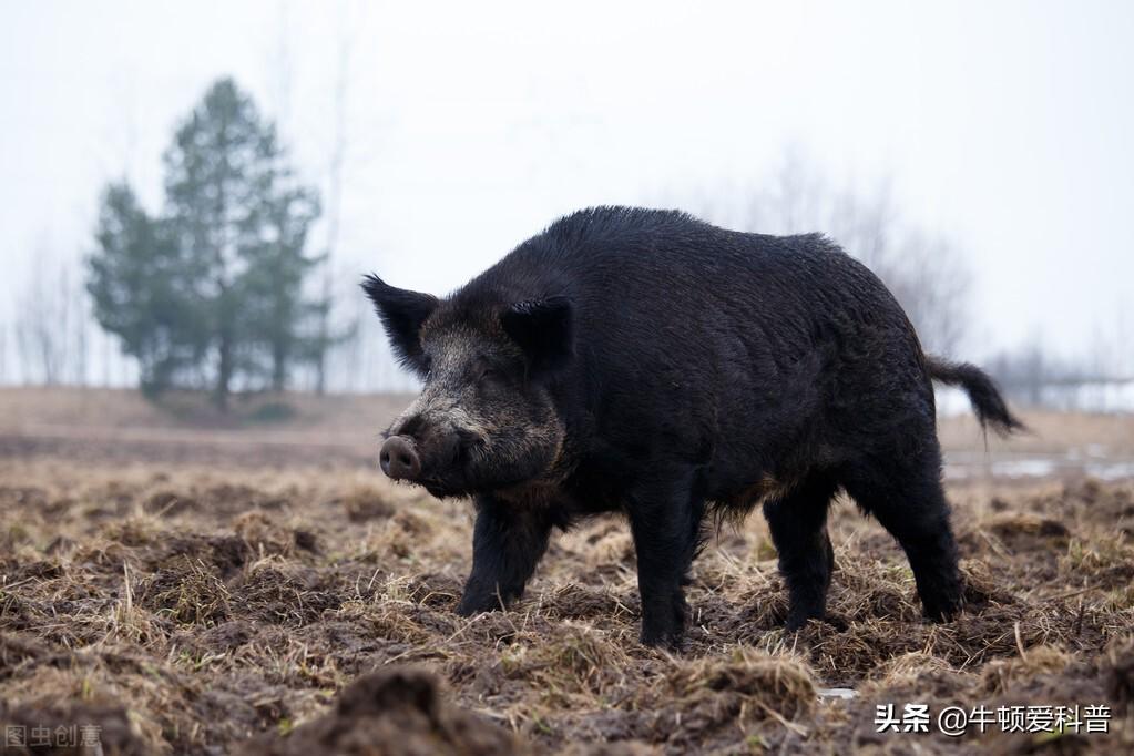 陕西猪市实时动态