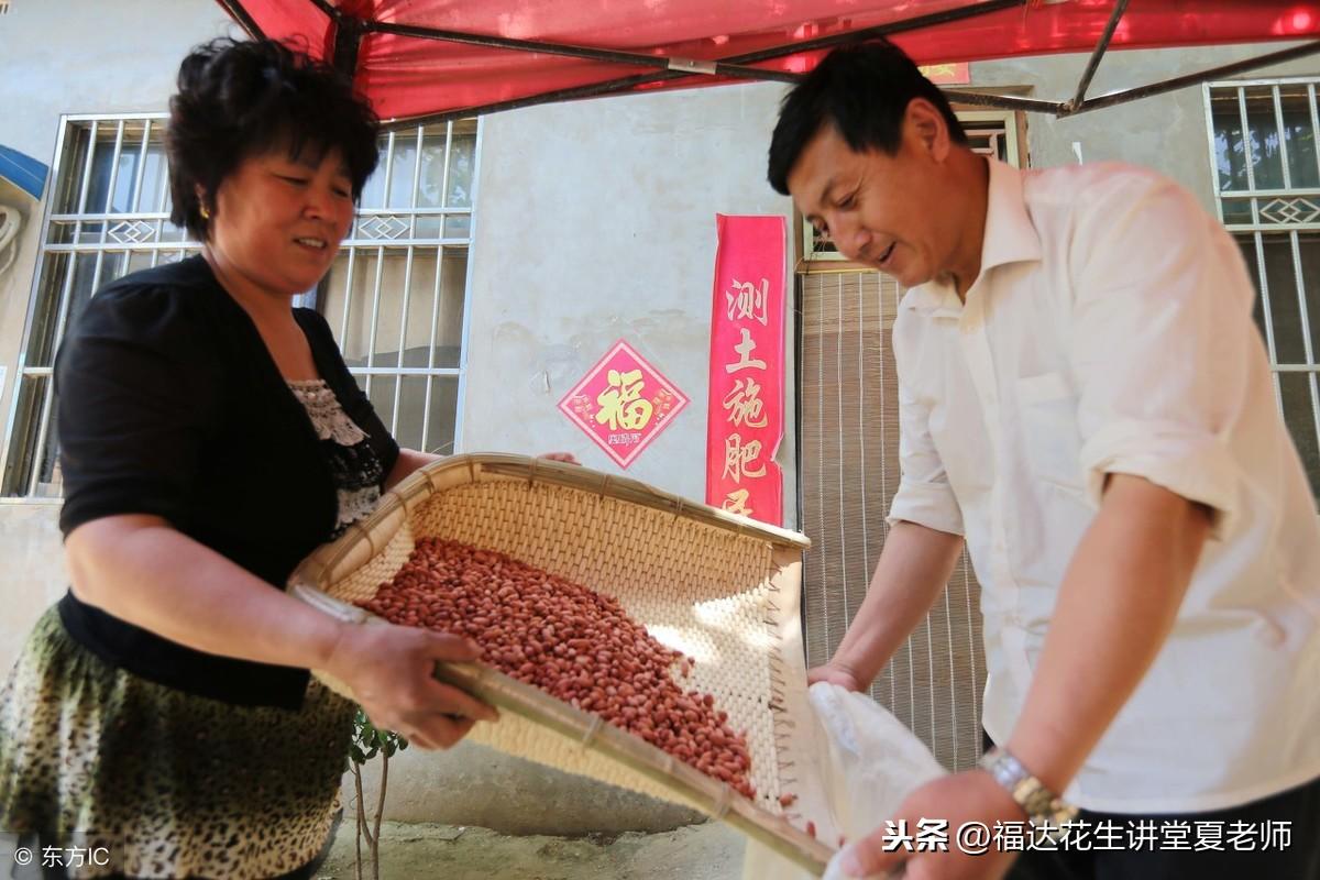 “河南花生喜迎丰收，市场收购价格看涨！🌾💰”