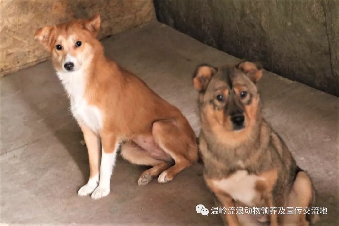 南宫犬种公犬最新亮相